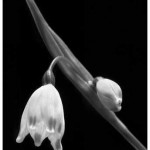 the_beauty_of_sadness_bw